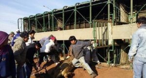 Volcó un camión jaula y la gente faenó más de 20 vacas