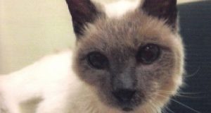 Tiene 30 años y es el gato más viejo del mundo