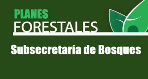 Chubut: La Subsecretaría de Bosques abrió la convocatoria a presentación de Planes Forestales