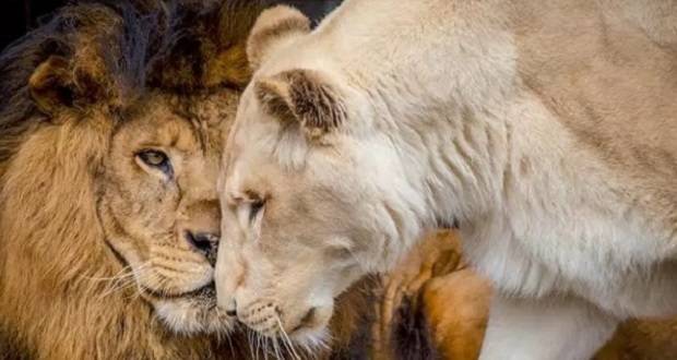 La pareja de leones que iban a morir y los salvó enamorarse – Cadena de los  Andes
