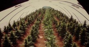 La plantación de marihuana en Uruguay no alcanzará a cubrir la demanda interna