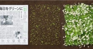 Llegó un diario único: lo leés, lo plantás y crecen flores