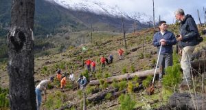 El Hoyo: En la zona de Puerto Patriada se plantaron 1000 ejemplares de roble pellín y raulí
