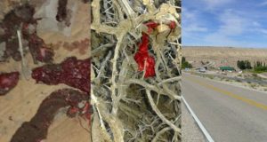 «Llovió» carne en un pueblo neuquino
