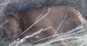 Esquel: siguen envenenando perros en la zona de las chacras