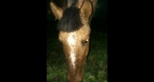 Lo metieron preso por violar una yegua