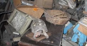Perdieron a la tortuga de la familia y la encontraron 34 años después en el altillo