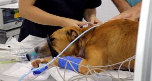 Hércules, el perro que va a vivir con un marcapasos humano