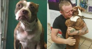 Manejó más de 5.000 kilómetros para rescatar a un perro abandonado