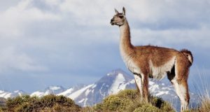 El Gobierno del Chubut aclaró que la faena de guanaco no está habilitada en la provincia