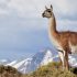 El Gobierno del Chubut aclaró que la faena de guanaco no está habilitada en la provincia