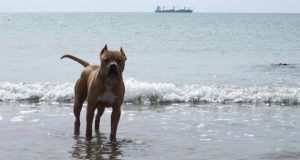 Madryn: Más controles a los perros en la playa