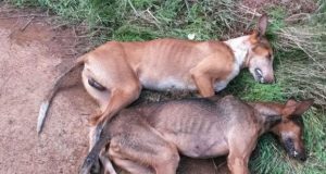 Esquel: Bromatología e Hidatidosis denunciaron envenenamientos de perros