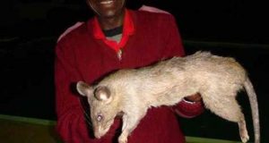 Abandonó a su bebé de tres meses para ir a una fiesta y la comieron ratas gigantes