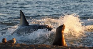 Chubut: Llegaron las primeras orcas de la temporada a Península Valdés