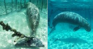 Unos buzos encontraron animales encadenados y enjaulados en el fondo del mar de Indonesia