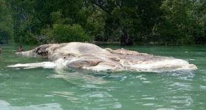 Identificaron a la gigantesca criatura marina de Indonesia y no era lo que parecía en un principio
