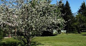 Bariloche: Un clon del árbol que inspiró a Newton crece en el Instituto Balseiro