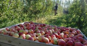 Una empresa en crisis ofrece a sus trabajadores pagarles con manzanas y tractores
