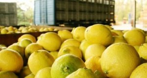 Estados Unidos autorizó definitivamente el ingreso de los limones argentinos