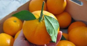 Una nena comió una mandarina con agrotóxicos y murió