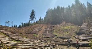 Chubut: Bosques subastó cerca de 1000 metros cúbicos de Pino y Oregon