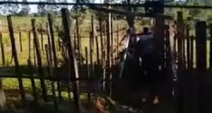 Tuvo sexo con la vaca del vecino, lo filmaron y acabó denunciado