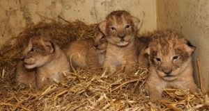 Un zoológico de Suecia admitió que sacrificó a nueve cachorros de león por una insólita razón