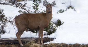 Chubut: Proyectan una Estación de Recuperación y Recría para preservar a los huemules del sur de la provincia