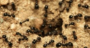 Hormigas en casa ¿cómo combatirlas?