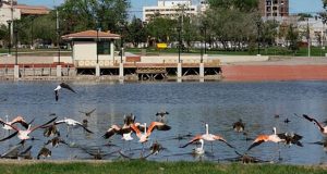 Trelew: La Municipalidad trabaja en el predio de la Laguna Cacique Chiquichano