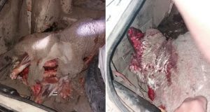 Trevelin: Los sorprendieron con un animal recién faenado en el baúl