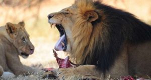 Una manada de leones se comió a un cazador furtivo en Sudáfrica
