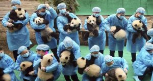 China creará un parque nacional para osos pandas de 2,7 millones de hectáreas