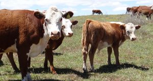 La Unión Europea analiza comprarle carne vacuna a la Patagonia