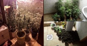 Epuyén: Secuestran 21 plantas y 26 plantines de cannabis