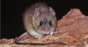 Bariloche | Muere un joven por hantavirus