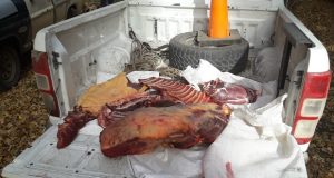 El Maitén: Nuevamente secuestran carne clandestina