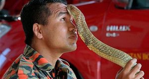 «Estrella de las serpientes» muere por mordedura de cobra