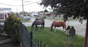 Esquel: Malestar de vecinos por caballos sueltos en las calles