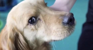 El perro que llora tras ser rescatado antes de morir en un mercado de carne en China