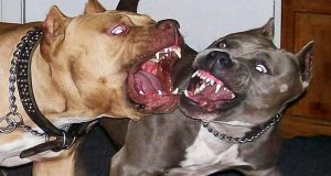 Trelew: Reforzarán los controles sobre perros peligrosos