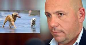 Madryn: Sastre confirmó que se trabaja en la implementación de una playa amigable para mascotas
