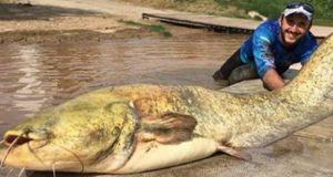 Video | El enorme pez de 100 kilos que pescaron en un río de España