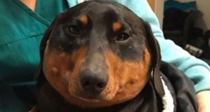 Perro salchicha se hinchó como un globo y lo pincharon para desinflarlo