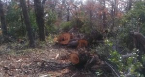 Bariloche: vecino denuncia tala furtiva en inmediaciones del cerro Otto y la ausencia de controles
