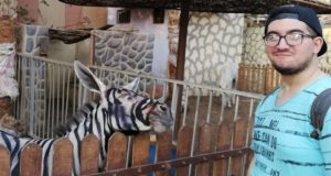 Insólito: Zoológico pintó a burros con tinta negra para hacerlos pasar por cebras
