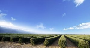 Argentina: Así impacta la devaluación en las economías regionales