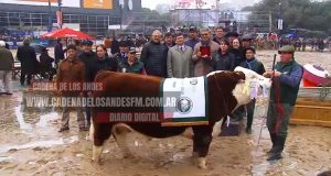 Video | Estancia “Los Murmullos” de Cholila se llevó el Gran Campeón Hereford en Palermo