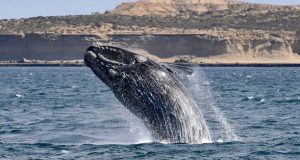 Chubut: Hay más de mil ballenas en el Golfo Nuevo esta temporada